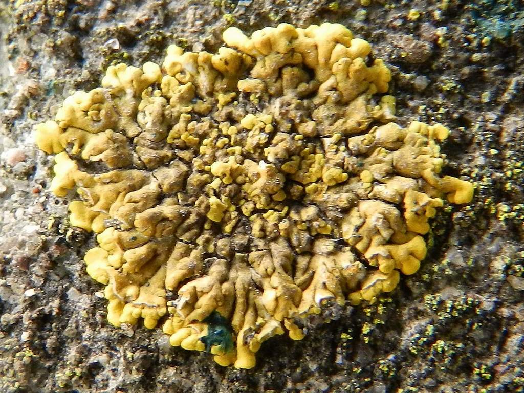 Caloplaca sp.